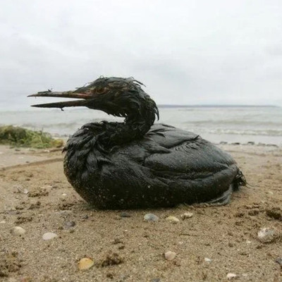 Птицы страдают на побережье Черного моря